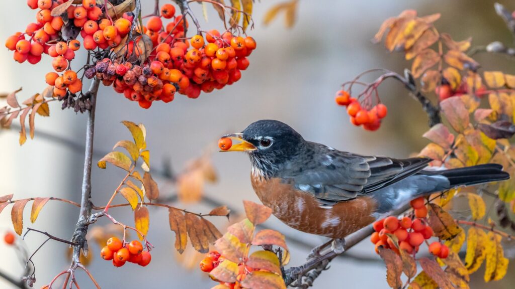 A bird is sitting on a branch with berries.