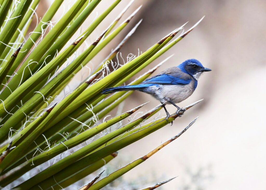 Blue and gray bird perched on a spiky plant.