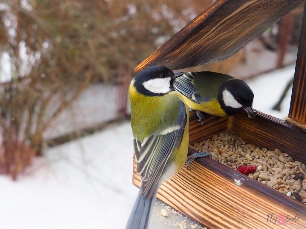 Two great tits feed from a wooden bird feeder.