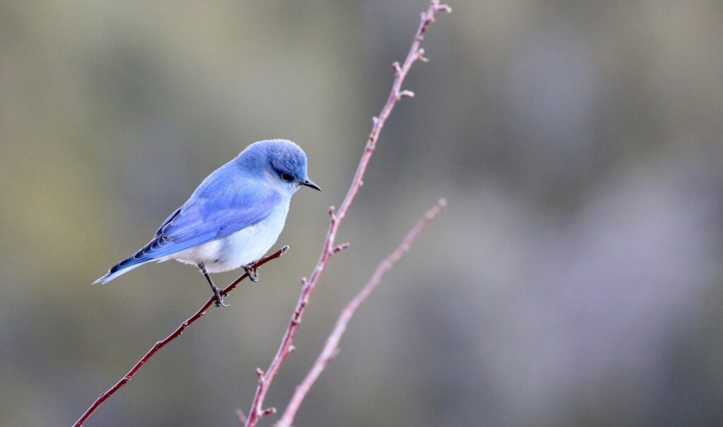 A small, bright blue mountain bluebird perches on a slender branch.
