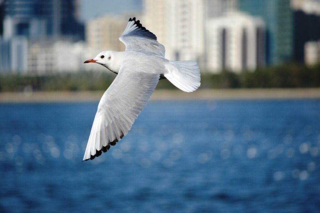 A gull, possibly a black-headed gull, flies over blue water near city buildings.