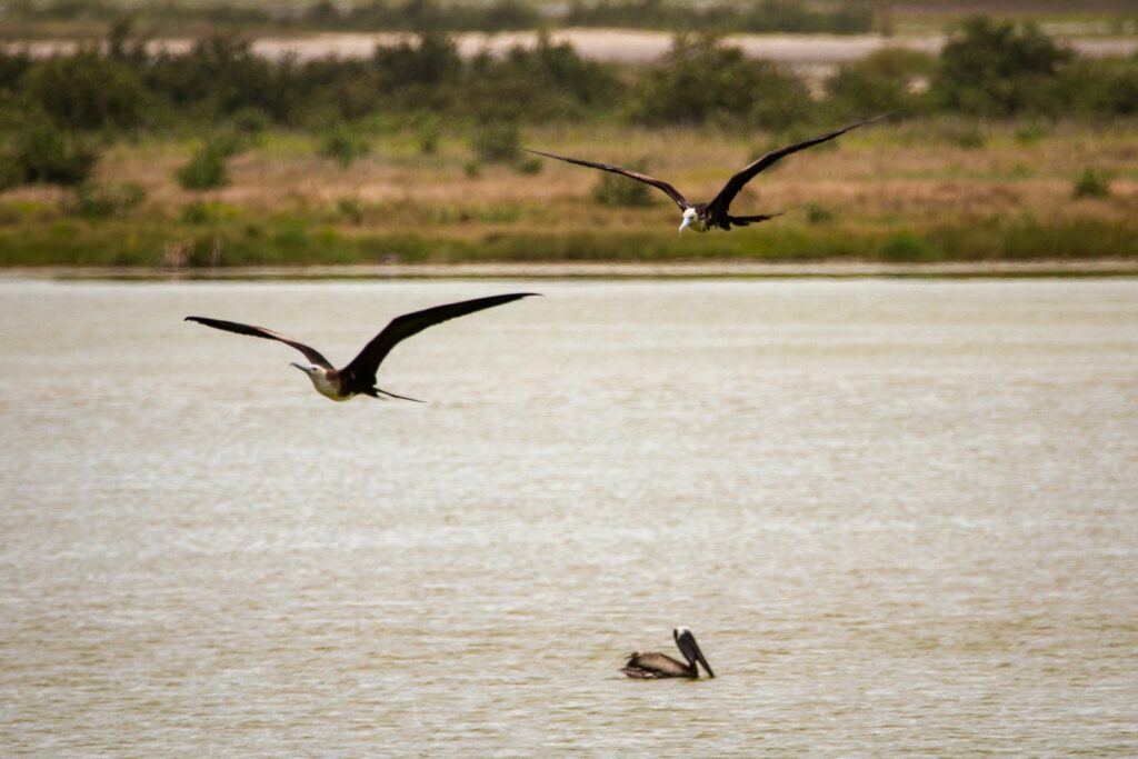 Two Frigatebirds with long wingspans soar above a light surface.
