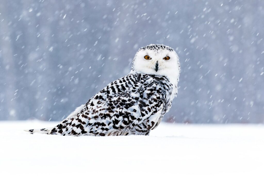 A snowy owl with yellow eyes sits in a snowy landscape as snowflakes fall.