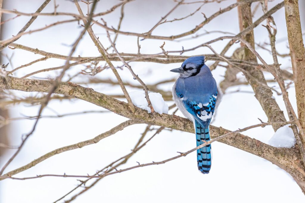 A blue jay with bright blue, black, and white plumage perches on a snow-covered branch.