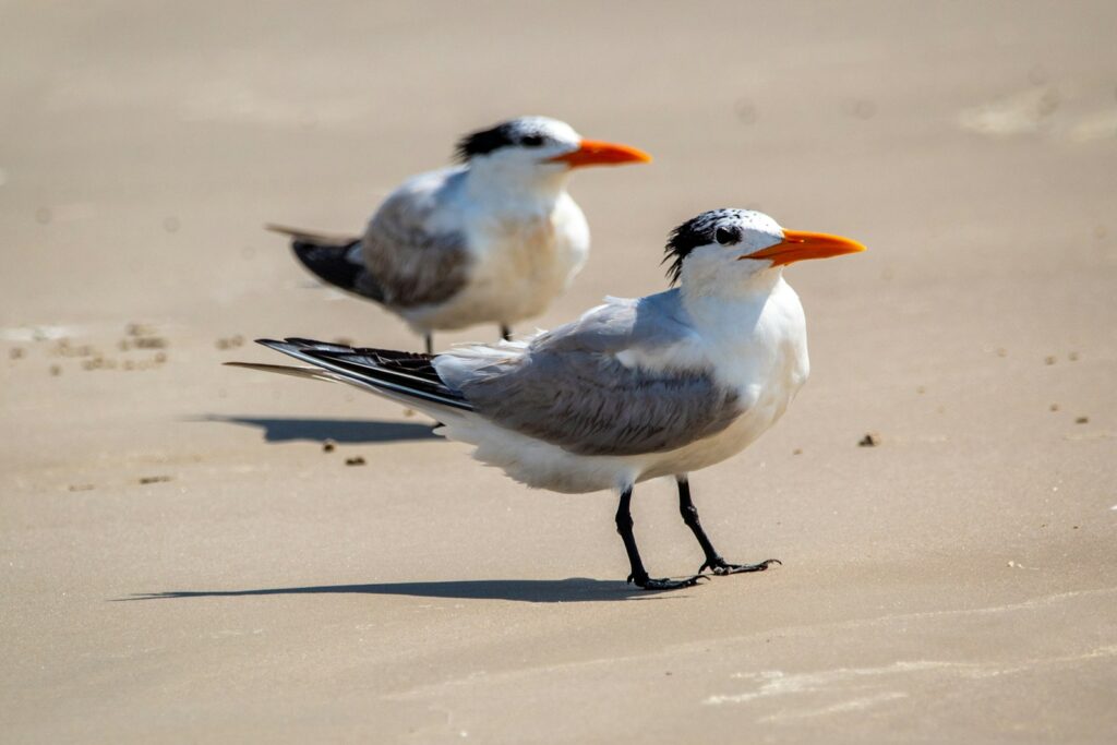 Two royal terns stand on a sandy beach.