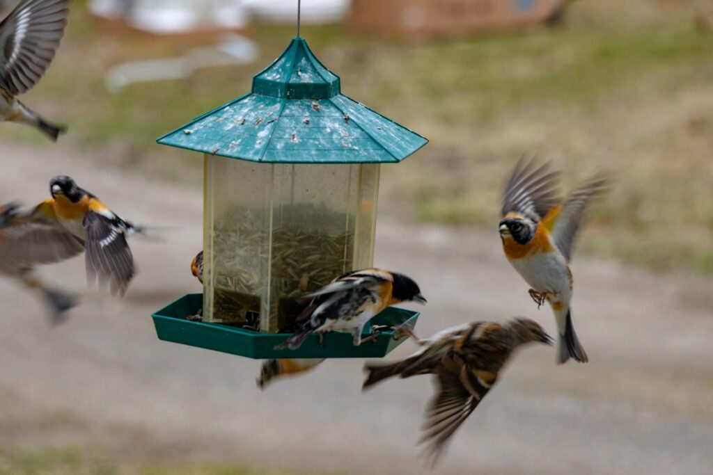 Several bramblings are flying around and feeding from a bird feeder.