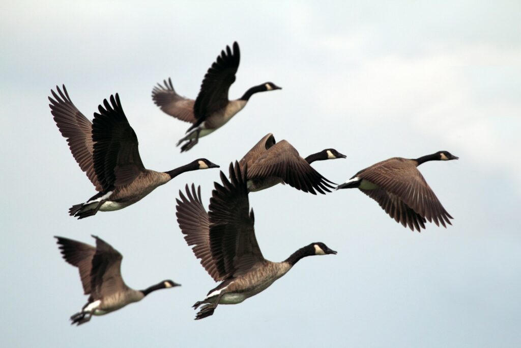 A flock of Canada geese with outstretched wings flies in formation across a light sky.