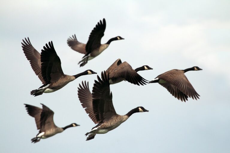 A flock of Canada geese with outstretched wings flies in formation across a light sky.