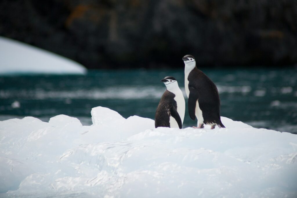 Two chinstrap penguins with black and white plumage stand on a patch of ice.