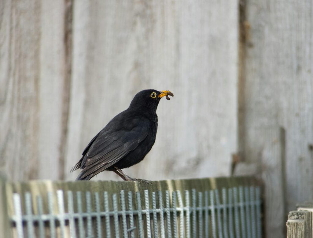 Blackbird with a worm in its beak perched on a fence.