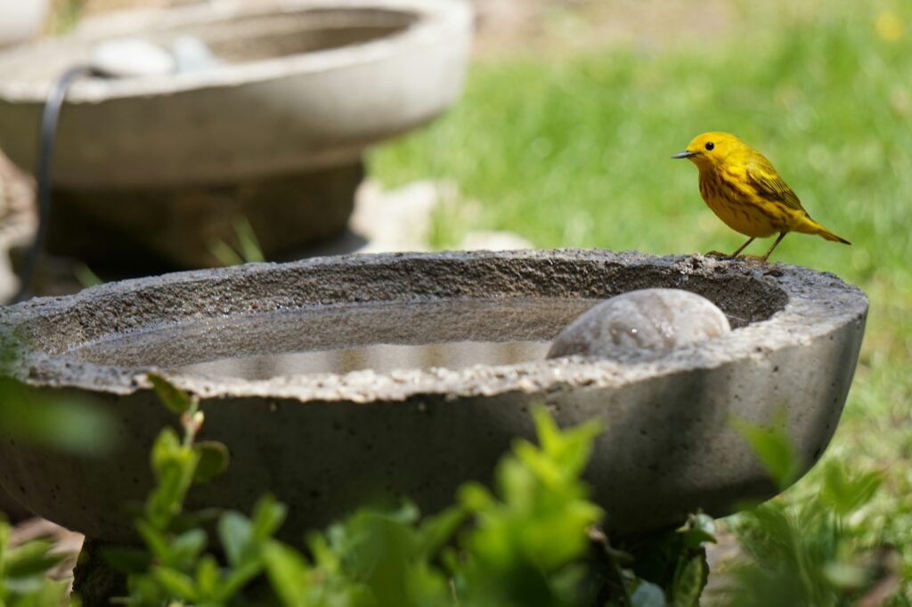 A bright yellow warbler with reddish streaks perches on the edge of a bird bath.