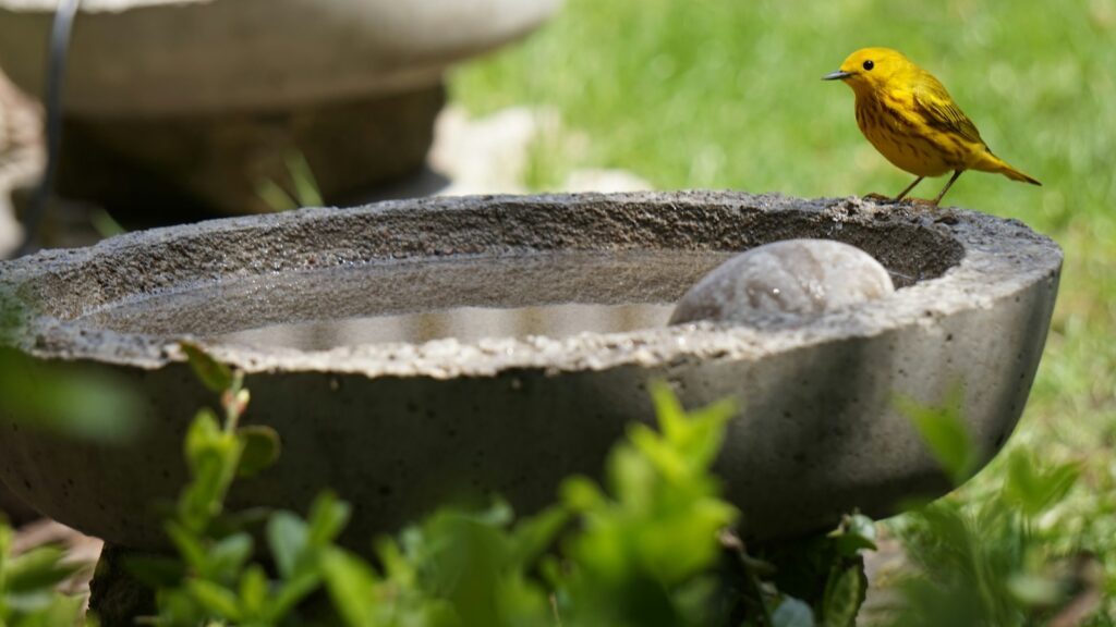 A bright yellow warbler with reddish streaks perches on the edge of a concrete bird bath