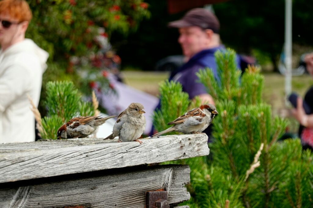 A group of birds sitting on top of a wooden bench.