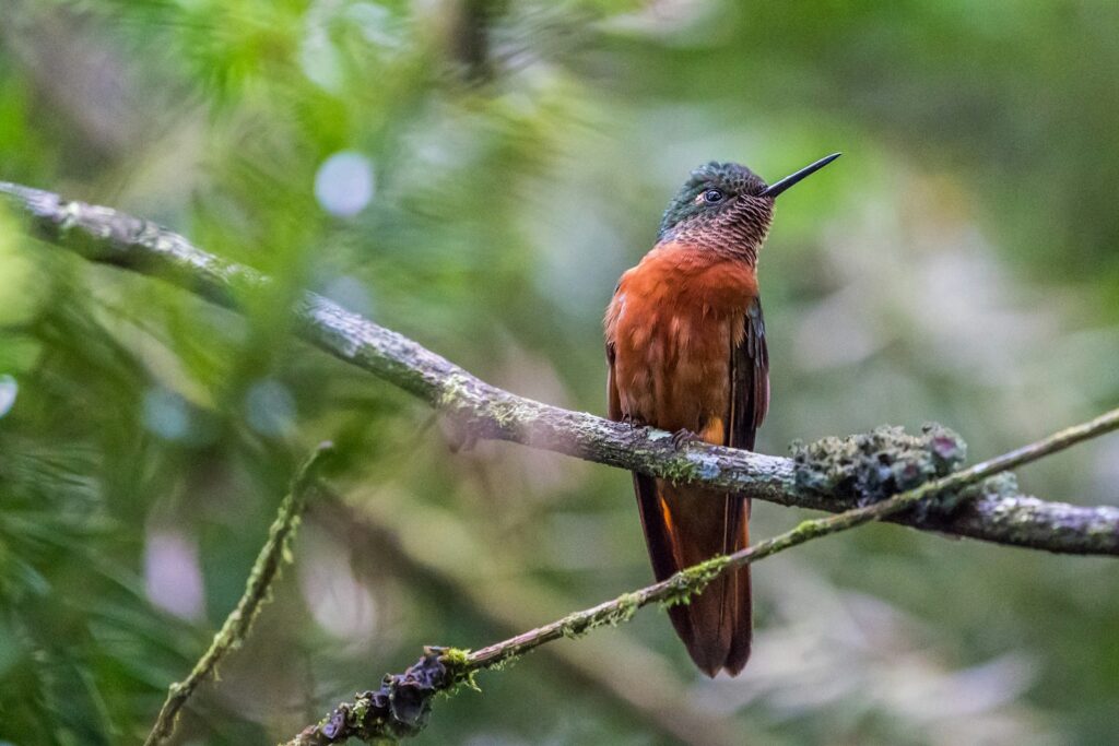 A fawn-breasted brilliant hummingbird with iridescent green and brown plumage perches on a branch.