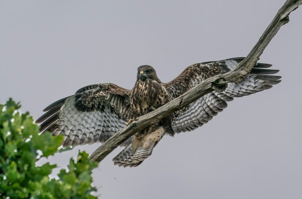 Hawk with outstretched wings perched on a branch.
