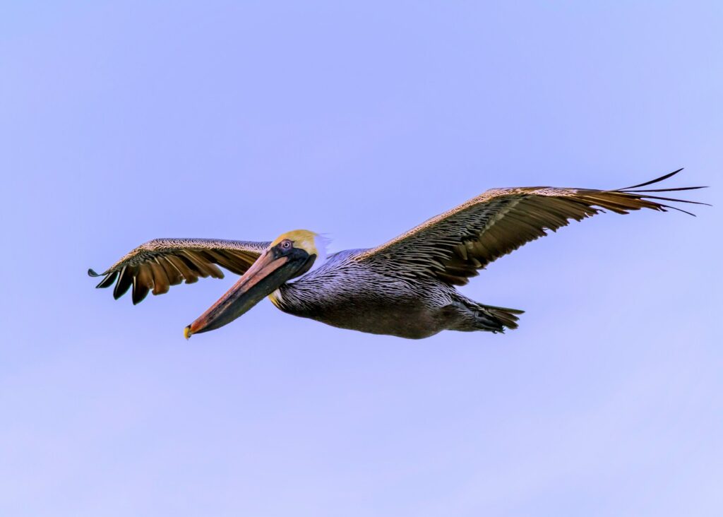 Brown pelican in flight against a light blue sky.
