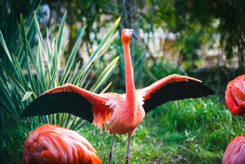 A flamingo with pink plumage and black wing feathers spreads its wings.