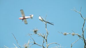 A white bird on brown tree branch during daytime.