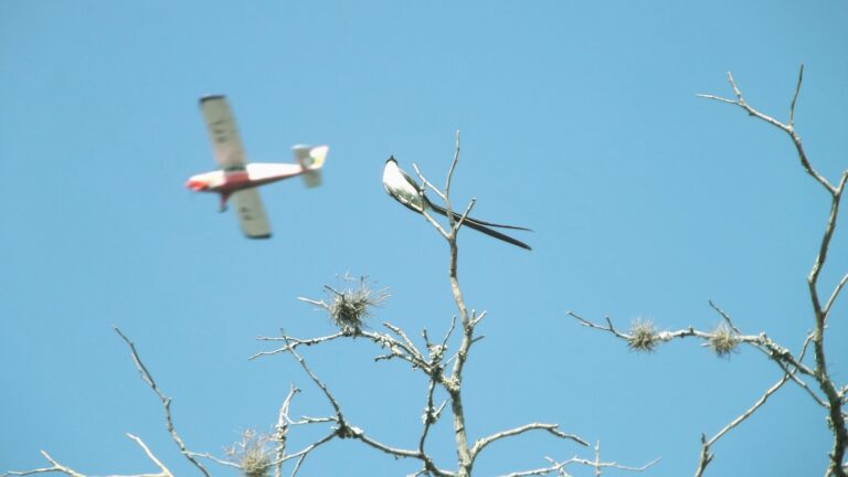 A white bird on brown tree branch during daytime.