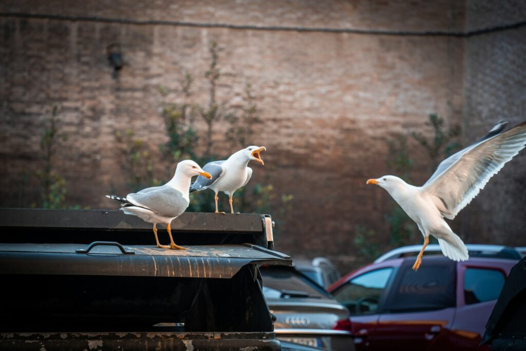 Three gulls, one in flight and two perched.
