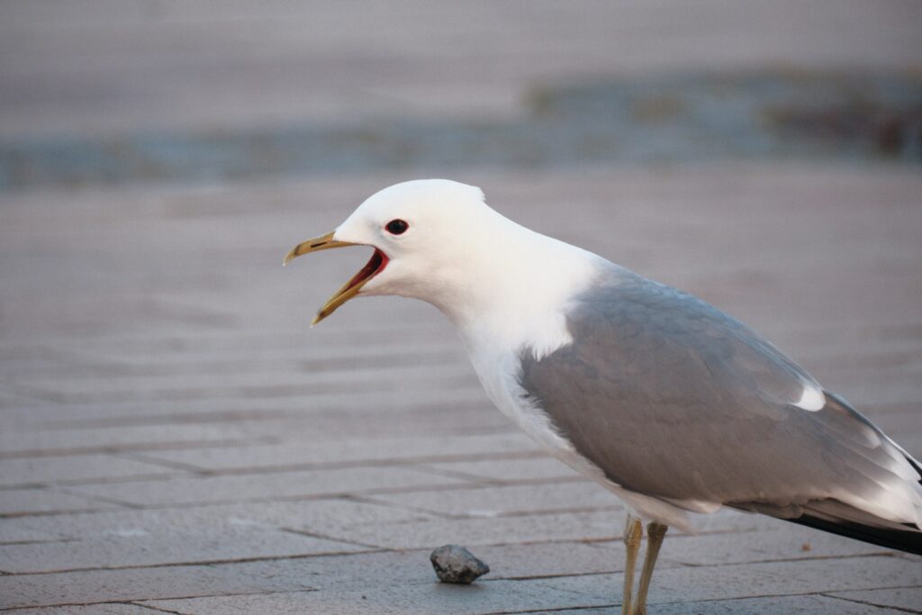 A Common Gull with white head and grey wings stands on a paved surface with its beak open.