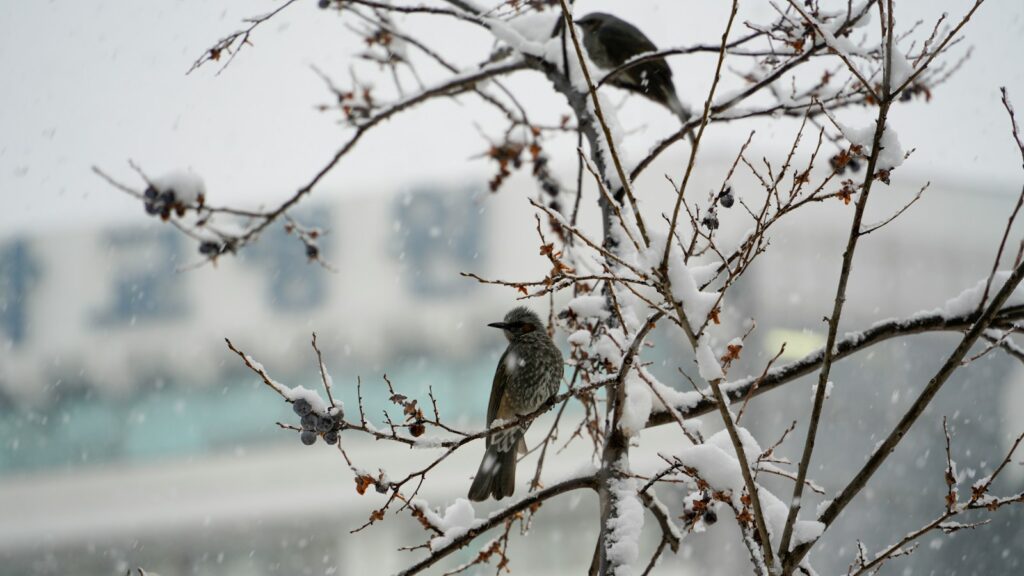 A brown-eared bulbul with mottled brown and grey plumage perches on a snow-covered branch.