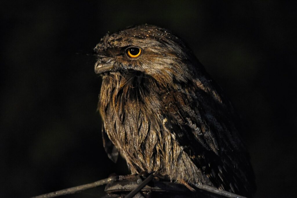 a The Nightjar's bird