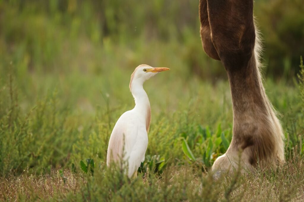 A Cattle Egret with white feathers and a yellow-orange beak stands among green vegetation.