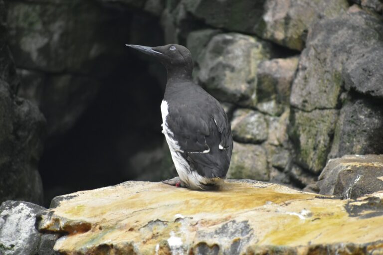 A Black guillemot with dark plumage and white wing patches stands on a light rock.