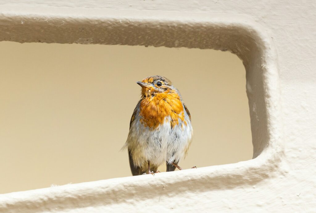 A European robin with a bright orange chest perches on a ledge.