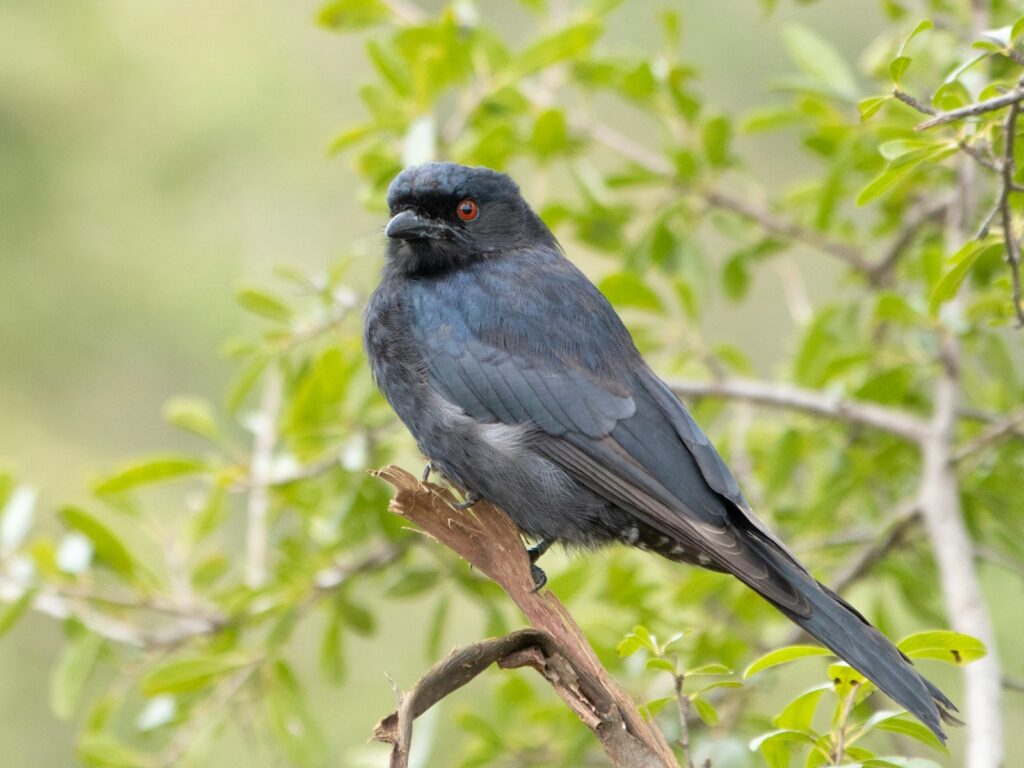 A fork-tailed drongo with dark plumage and red eyes perches on a branch.