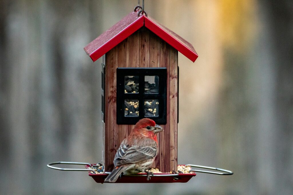A house finch perches on a bird feeder shaped like a house.