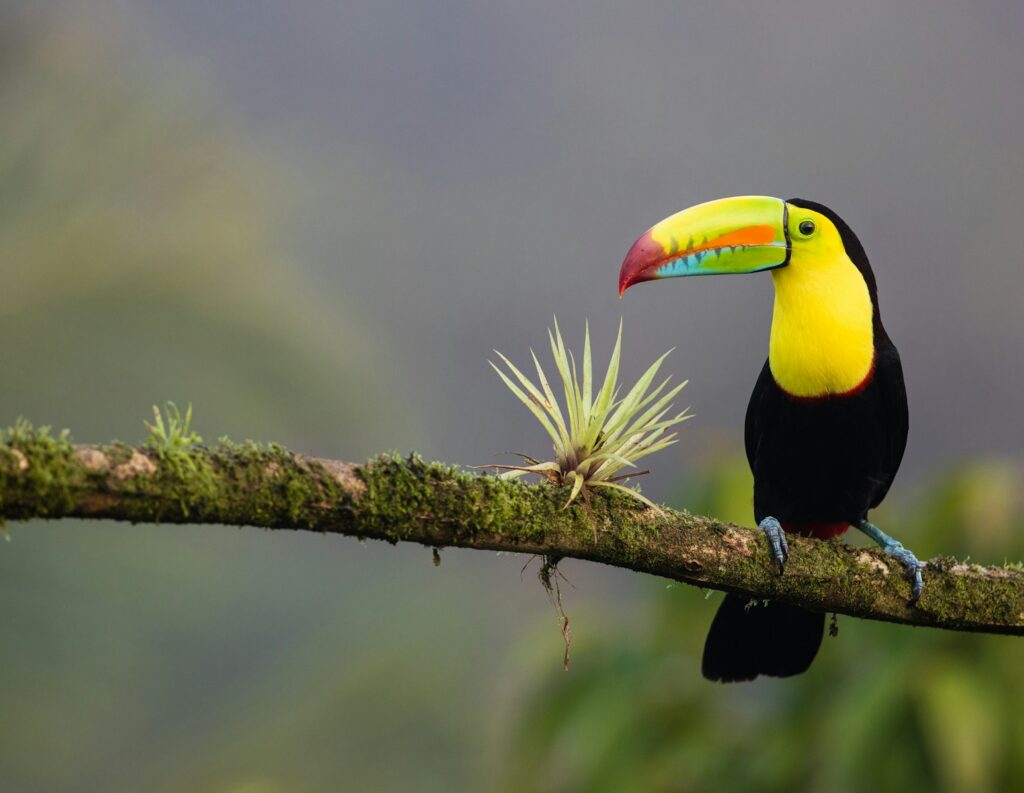 A keel-billed toucan with a large, colorful beak perches on a mossy branch.