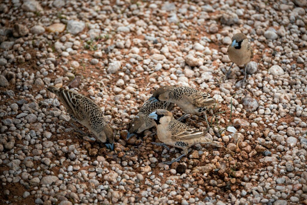 Four sociable weavers forage on rocky ground.