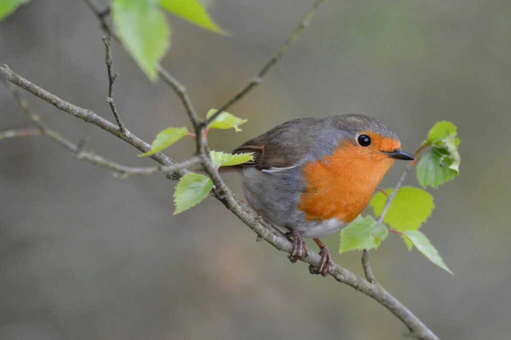 A European Robin with a bright orange breast sits on a twig with small green leaves.