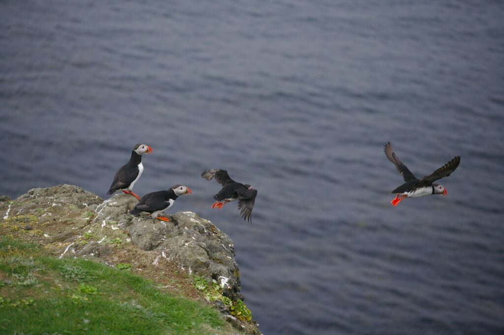 Three Atlantic puffins with black and white plumage and bright orange beaks and feet are near the ocean, with one in flight.