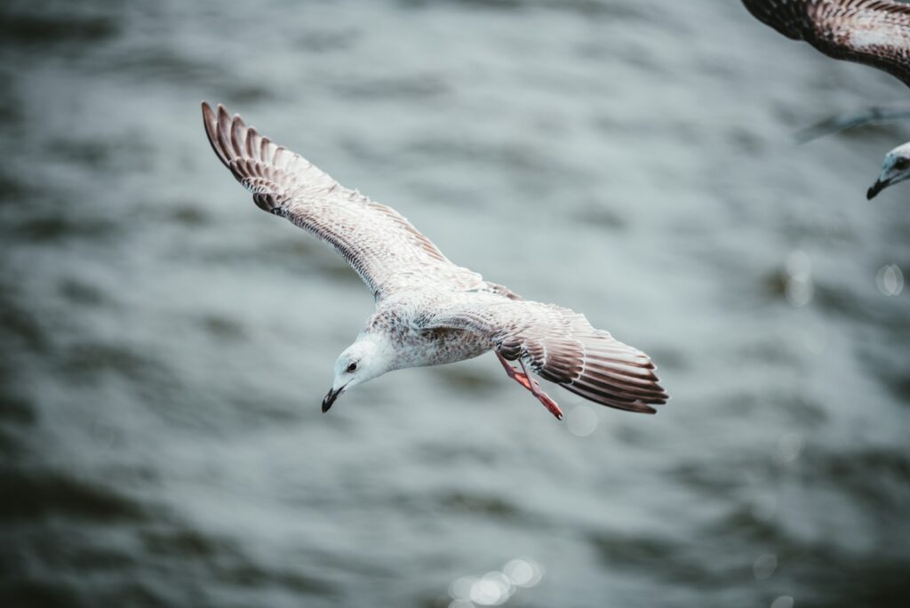 A young European Herring Gull with mottled plumage glides above the water.