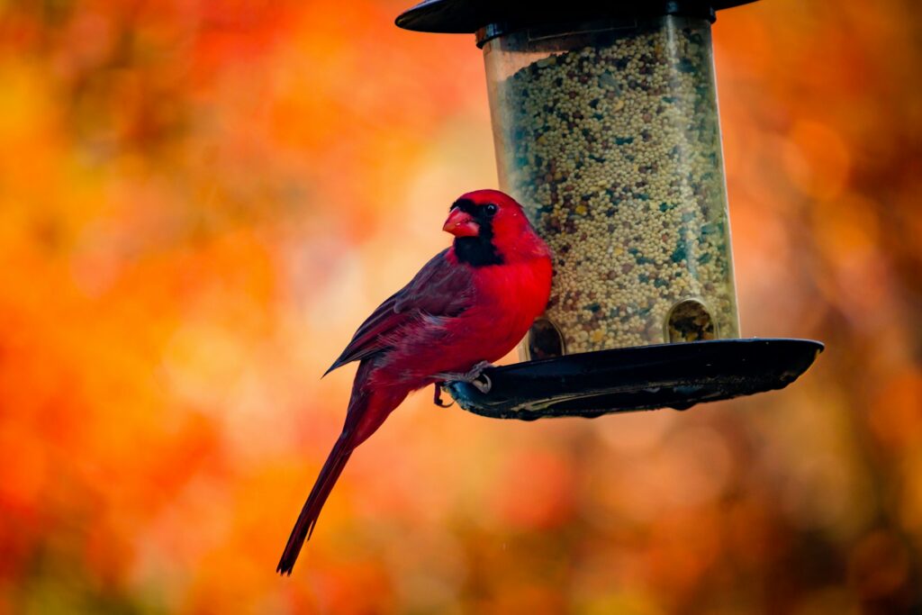 A red and black bird on black metal bird feeder.