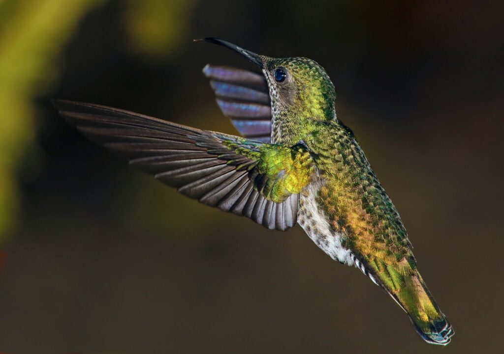 A hummingbird with iridescent green and gold plumage flies with its wings outstretched.