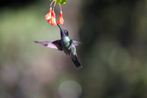 A glittering emerald hummingbird feeds from vibrant red flowers.