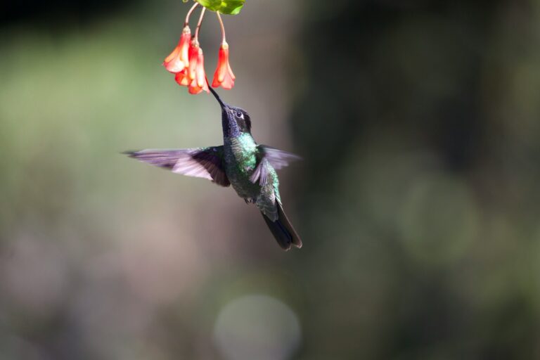A glittering emerald hummingbird feeds from vibrant red flowers.