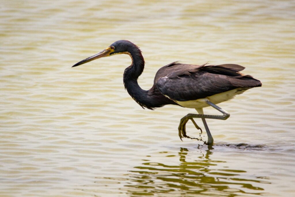 A tricolored heron with dark plumage and long legs wades in rippled water.