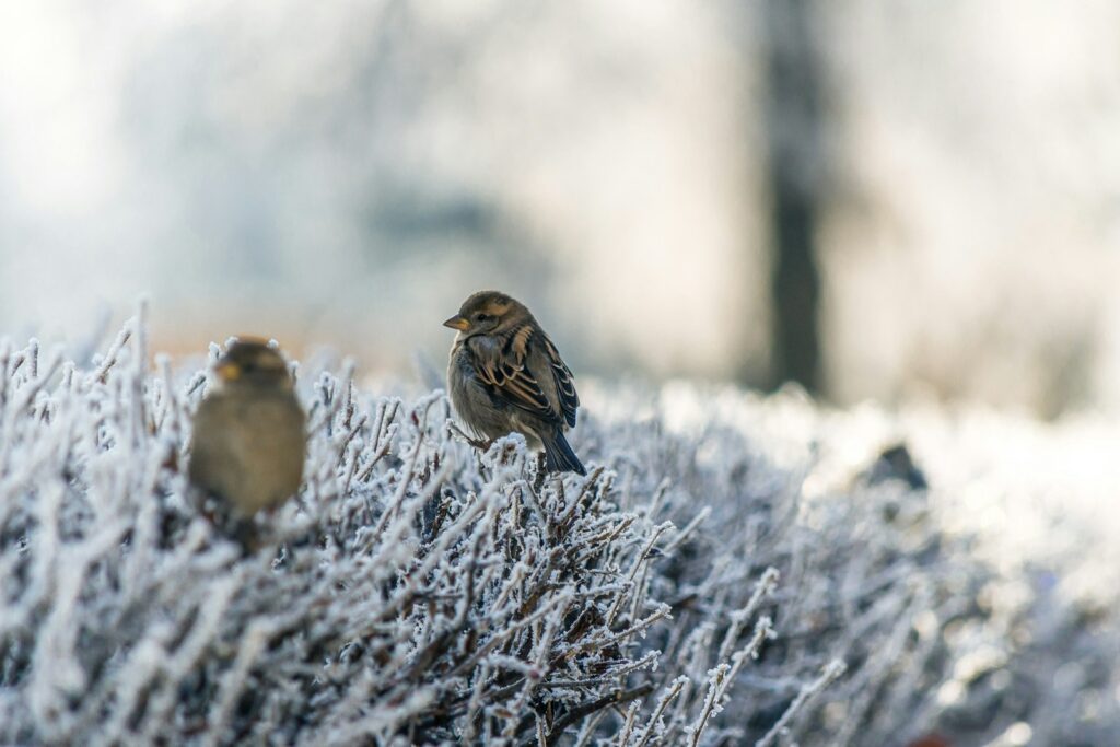 Several sparrows with brown and grey plumage perch on frost-covered branches.