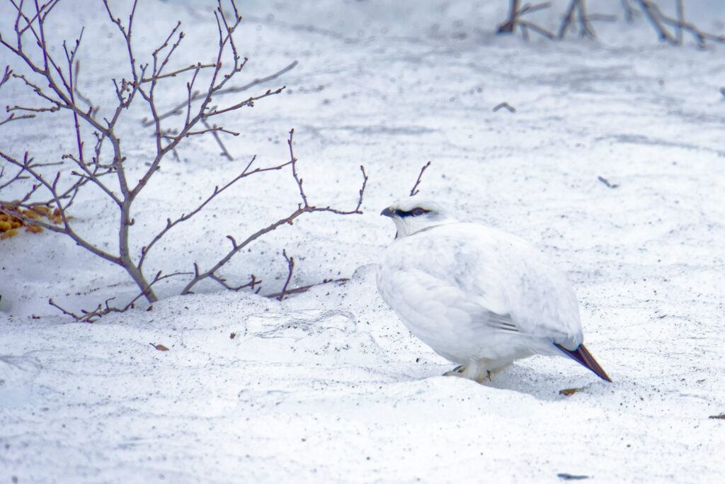 A Rock Ptarmigan with white winter plumage stands on snow near bare branches.