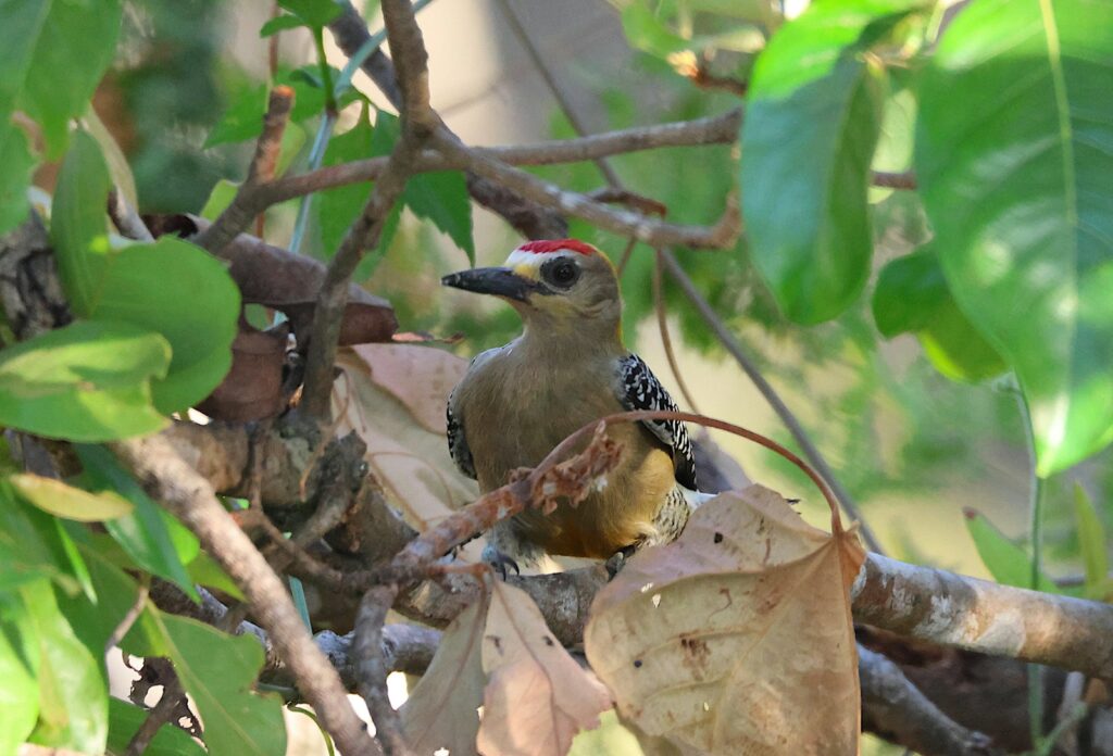 a bird sitting on a branch in a tree