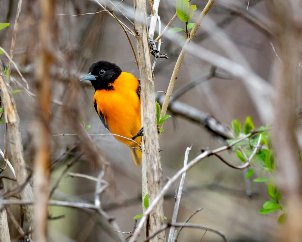 yellow and black Bahama Oriole on tree branch