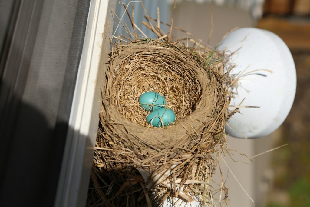 Robin's nest with two blue eggs.