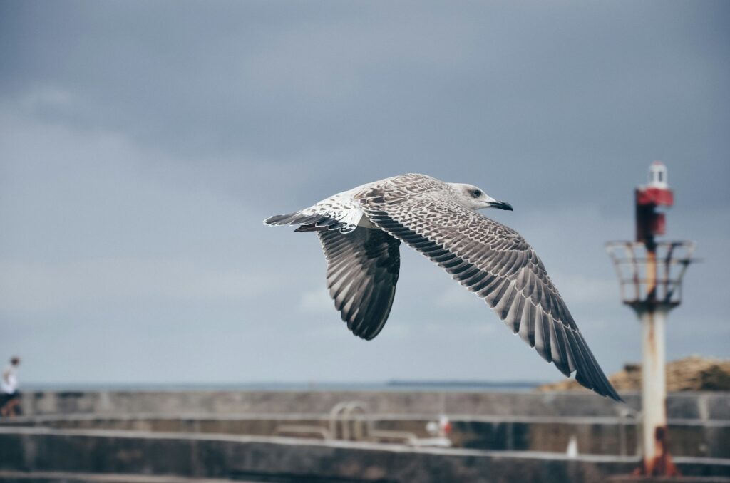 A gull flies with outstretched wings.
