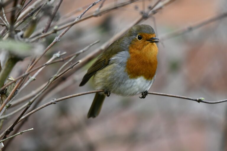 A European robin with a vibrant orange breast sits on a slender branch.