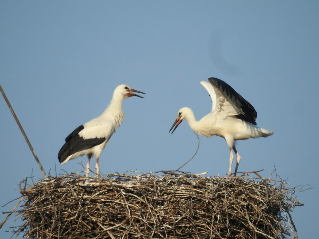Two White storks stand on their large nest made of branches against a clear sky.